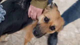 В Рязани сотрудники МЦУ взяли шефство над бездомной собакой