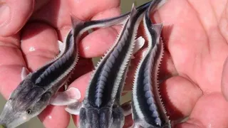 5 000 мальков стерляди стали компенсацией за ущерб от дорожных ремонтов