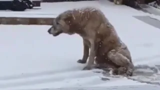 В Набережных Челнах сбили собаку, которую хотел спасти приют: теперь её ищут волонтёры