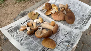 Необходимо ли снимать кожицы со шляпок маслят: запомните раз и навсегда