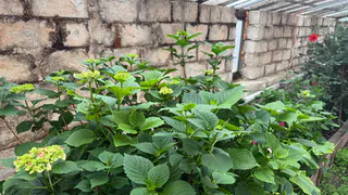  Закапываем это под гортензией — она зацветет как заведенная все лето до осени: бутоны диаметром по 30 см