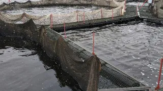 В Коми уникальное хозяйство поддерживает популяцию сига