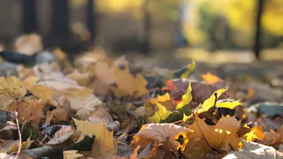 Убирайте зонтики: понедельник в Рязани будет теплым