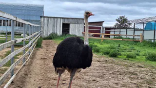 Экзотический путешественник: в Коми пропал страус
