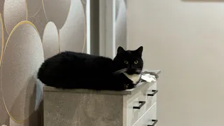 Кошка чувствует конец: какие признаки подают животные перед уходом