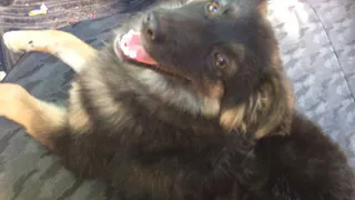 Охранника, выкинувшего щенка из окна, отстранили от работы