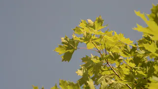 Коми готовится к прохладным и дождливым выходным: погода 30 августа