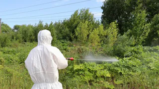 В Глазове началась обработка городских территорий от борщевика