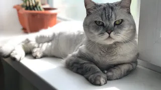 Горячие пушистики лета: присылайте снимки своих котиков на фотоконкурс ПРО Города