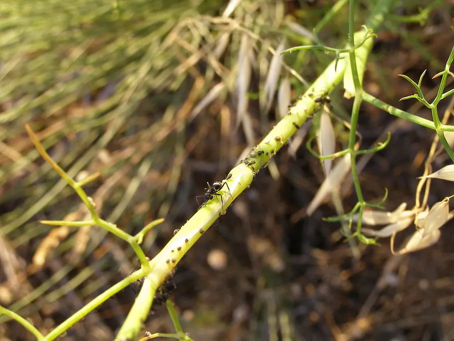 Щедро посыпаю 1 ст. ложкой кустик — и муравьи "собирают вещи": простой способ спасти сад
