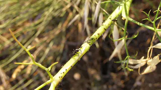 Как избавиться от муравьев на участке с помощью йода: простой и безопасный способ