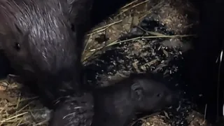 Магнитогорцы придумывают имя для дикобраза