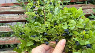 Секреты зимней заморозки ягод: как сохранить летние ароматы и витамины – запомните раз и навсегда