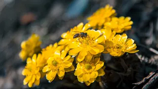 Штраф или тюрьма грозит за сорванный подснежник: как не получить наказание