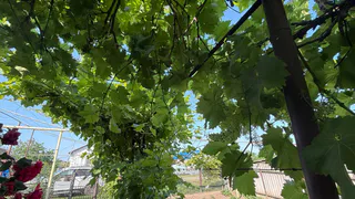 Виноград укрываю без плесени: кладу под лозу 2 палки важным и правильным способом: проветривание идеальное, гнили нет

