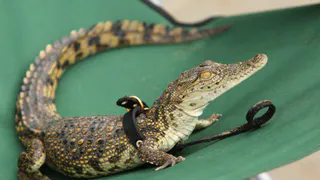 Россиянам могут запретить держать дома крокодилов и пингвинов