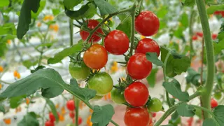 По 1 щепотке в лунку при высадке томатов: и даже самые хилые кусты нарастят толстенный стебель и плотные листья - на заметку дачникам