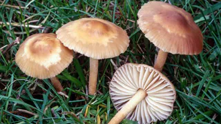 Названы четыре вида съедобных грибов, которые в России почти никто не собирает