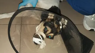 В рязанском посёлке Ворошиловка неизвестный расстрелял собаку