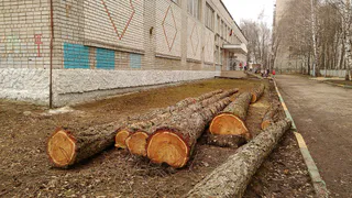 Сорокалетние лиственницы спилили под корень 