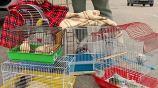 Животные из зоомагазина при пожаре в «М5 Молле» не пострадали