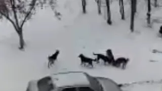 Стая бродячих собак загрызла во дворе всех кошек