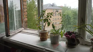 Цветы-вампиры: 6 ядовитых комнатных растений, которые нельзя держать дома