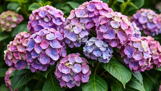 Закапываем это под гортензией — она цветет как заведенная целое лето: бутоны диаметром 30 см