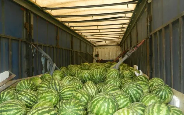 Челябинские таможенники пресекли незаконный ввоз арбузов и дынь из Казахстана