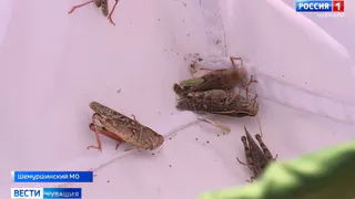 На поля Чувашии со стороны Татарстана напала саранча из-за аномальной жары