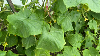 Вот как можно продлить жизнь огурцам до осени уже сейчас: омолодите плети, а затем используйте 2 удобрения