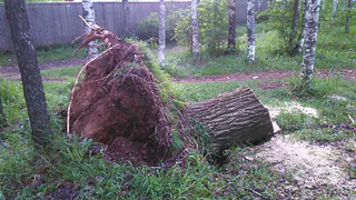 В Дубовой роще вырубят десять деревьев