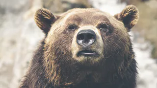 В районе поселка Водный под Ухтой заметили медведя