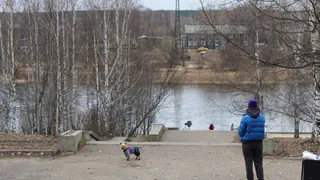 В Коми администрация заплатит за лечение шпица, пострадавшего от стаи бродячих собак