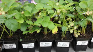 1 ложка на 1 литр — и рассада будет крепче дуба: крепкая и коренастая