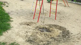 С турника сразу на дерево: в Комсомольском парке возле снарядов высадили саженец