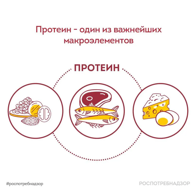 Для чего организму нужен белок?
