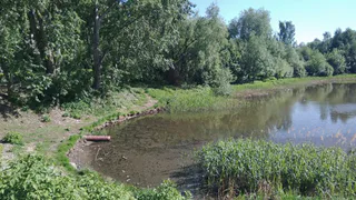 Соцсети: в Песочне обмелел Черезовский пруд