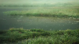 Цианобактерии могли стать причиной загрязнения воды во втором карьере в рязанских Борках