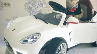 Кот Леон из Брянска покоряет  Instagram