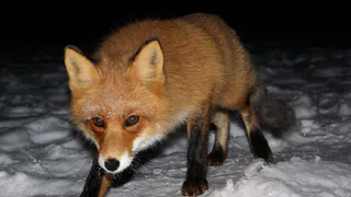 Бешеные лисы набрасываются на жителей Рязанской области - есть двое пострадавших