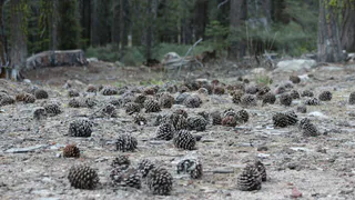 Переехал в деревню и запустил бизнес на шишках: На дарах природы за год сколотил состояние