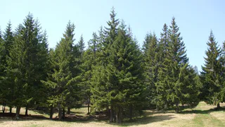 Владимирская область направила в другие регионы свыше 1,6 миллиона молодых деревьев