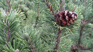 В Коми из-за вредителей испорчен важный урожай