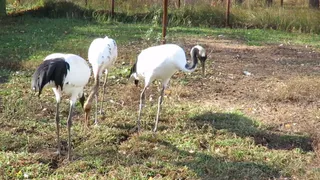 В Окском заповеднике выпустят на волю журавлят