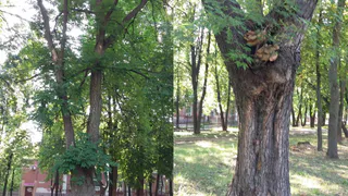 Рязанец призвал обратить внимание на плачевное состояние редких деревьев в городе