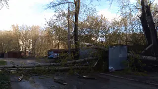 Из-за ветра: в Горроще дерево упало на пешеходный переход