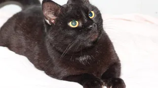 Дай лапку: Мурка, Муха и Плутон ищут новый дом