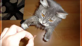 Рязанский кот может стать самым находчивым