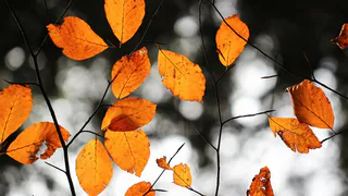 О погоде в Рязани - чем запомнятся последние выходные сентября